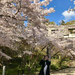 Cheery blossoms